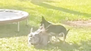 funny dogs