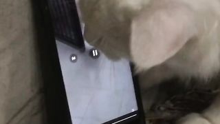 James new funny video