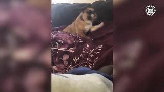 The Ultimate Jealous Pets Compilation