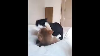 Very funny cat