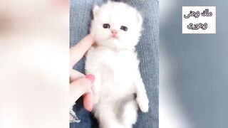 قطط مضحكه جدا حتى البكاء القطط السعيدة