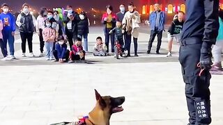 Extraordinary dog