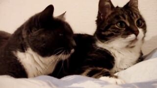 The two talking cats with subtitles!
