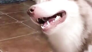 best talking dog so cute 2023 viral talking dog.