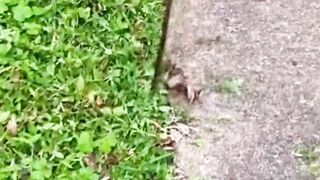 Grass cutting #grass #cutting
