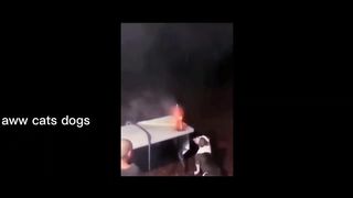 Wee Meme TikTok Compilation Animals Version (Try not to laugh) - aww so funny???????? super dogs and cats