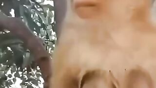 Cigarette ka lelo maja