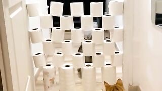Stunning Cat Jumps | Cute Cat Videos Tiktok | Mushuklar #shorts