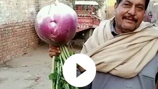 Biggest Turnip 7.5kg|سب سے بڑا شلجم