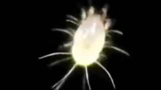 Fruits Under Microscope|پھل سبزیاں دھو کرکھائیں