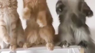 funny cat