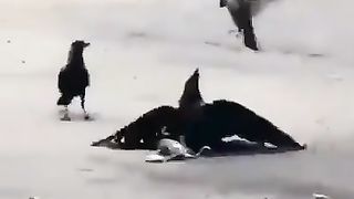 Mother Never Give up|ماں کبھی ہار نہیں مانتی