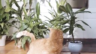Funniest dog ever,cute animals,funny videos,funny tiktok videos,cute cat videos????????#shorts