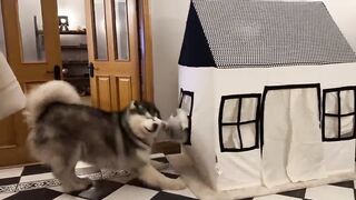 Hillarious Cat Bullies Giant Husky Dog From Doll House! He's So Savage!!