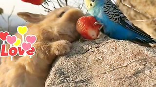 Cute rabbit ???? & beautiful Cute