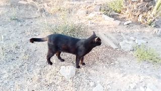 Wonderfully cute and funny black cat