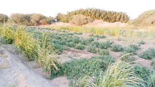 Best fertile land for cultivation