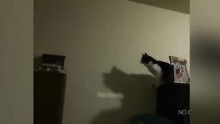 Funniest Animals 2023 ???? Funniest Cats and Dogs ????????