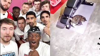 chat en entrainement
