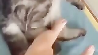 Comedy video most funny video