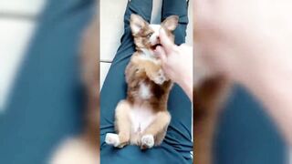 Funy tiktok compilation