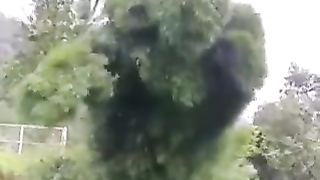 Nature's Groove: Watch This Dancing Tree Move to the Beat!