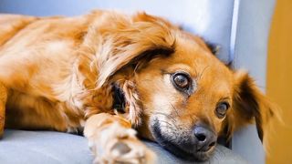 Cute dog /beautiful /video