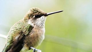Lovely birds/beautiful/video