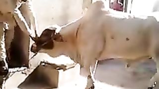 Funny video