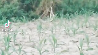 Snake fighting