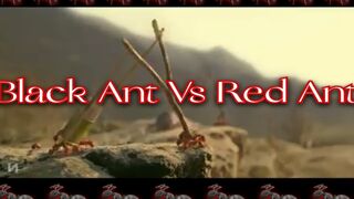 Black Ant vs Red Ant Short Clip