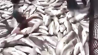 here fish,