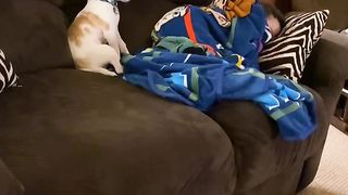 Funny dog