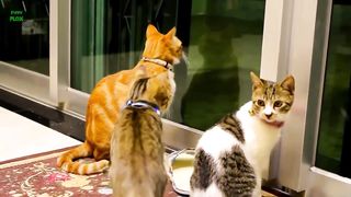 Chats Et Chatons Drôles Miauler. Compilation [HD]