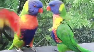 Bird's lover's