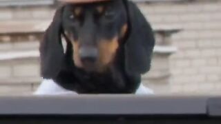 Les animaux danses