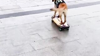 Chien ???????? intelligent