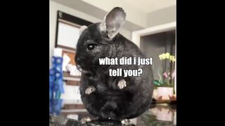 Compilation de voix d'animaux drôles Partie 12 @klrdubs TikTok