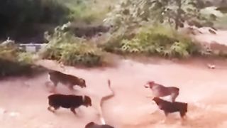 Doge snake fighting