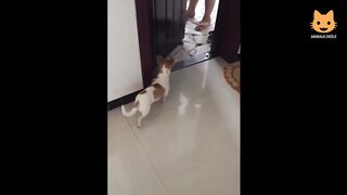 Essayer De Ne Pas Rire - Vidéos Drôles de Chats et de Chiens #27