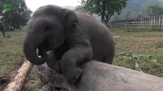 Most Funny and Cute Baby Elephant Videos Compilation