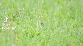 Chat en chasse