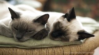 MUSICOTHÉRAPIE Apaisante Pour Chiens et Chats ???? Douce Musique Pour Dormir Et Calmer Leur Anxiété◾2H