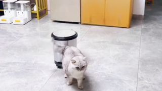 Most viral cat ????????????????
