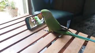 Birds lover