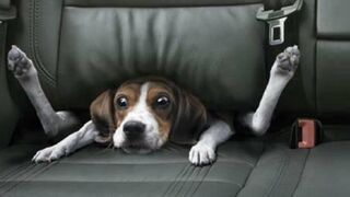 Funny Pets and Animals Compilation