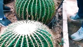 Moving Cactus Plant Need Skills _satisfying