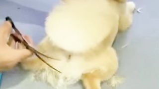 Cute Dog Pet | Pet Dog Cutting | #pets #ytshorts #videos  || Dubai Vlog Shorts | #petdogcutting