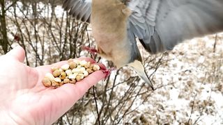 Hand-feeding Birds in Slow Mo - Mourning Dove, White-breasted Nuthatch