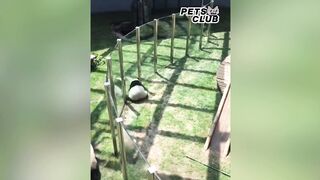 Panda Teamwork - Aww Cute Panda - Funniest Animals Compilation